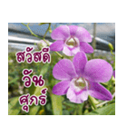 Orchids（個別スタンプ：20）