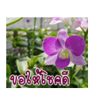Orchids（個別スタンプ：29）