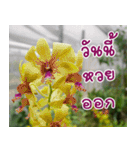 Orchids（個別スタンプ：35）