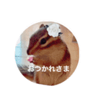 シマリスのチップくん（個別スタンプ：1）
