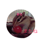 シマリスのチップくん（個別スタンプ：8）