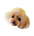 どっぐさろんWanるーーーーーーむ（個別スタンプ：3）