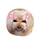 どっぐさろんWanるーーーーーーむ（個別スタンプ：4）