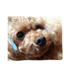 どっぐさろんWanるーーーーーーむ（個別スタンプ：5）