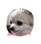 どっぐさろんWanるーーーーーーむ（個別スタンプ：8）