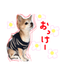 チワちゃん's（個別スタンプ：3）