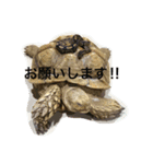 アクアテラスの生き物係3 ヘビさん（個別スタンプ：2）