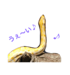 アクアテラスの生き物係3 ヘビさん（個別スタンプ：4）