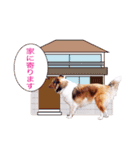 [写真] 愛犬シェリー（個別スタンプ：23）