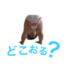 りのたん（個別スタンプ：14）