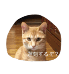 ウメの日常（part2）（個別スタンプ：16）