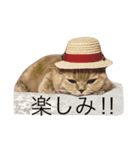 ゆるねこももちゃん2（個別スタンプ：7）