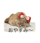 ゆるねこももちゃん2（個別スタンプ：8）