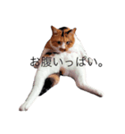 ウチの子。（個別スタンプ：1）