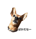 友達の犬とうちの犬とらくがき...（個別スタンプ：1）