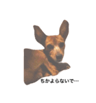 友達の犬とうちの犬とらくがき...（個別スタンプ：2）