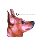 友達の犬とうちの犬とらくがき...（個別スタンプ：3）