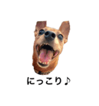 友達の犬とうちの犬とらくがき...（個別スタンプ：4）