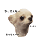 友達の犬とうちの犬とらくがき...（個別スタンプ：5）