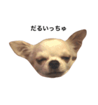 友達の犬とうちの犬とらくがき...（個別スタンプ：6）
