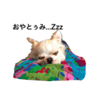 友達の犬とうちの犬とらくがき...（個別スタンプ：8）
