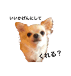 友達の犬とうちの犬とらくがき...（個別スタンプ：9）