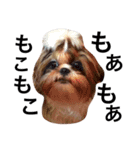 友達の犬とうちの犬とらくがき...（個別スタンプ：10）