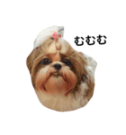友達の犬とうちの犬とらくがき...（個別スタンプ：11）