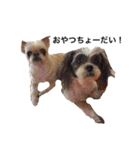 友達の犬とうちの犬とらくがき...（個別スタンプ：12）