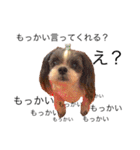 友達の犬とうちの犬とらくがき...（個別スタンプ：13）