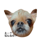 友達の犬とうちの犬とらくがき...（個別スタンプ：14）