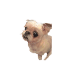 友達の犬とうちの犬とらくがき...（個別スタンプ：15）