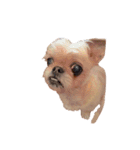 友達の犬とうちの犬とらくがき...（個別スタンプ：16）