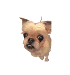 友達の犬とうちの犬とらくがき...（個別スタンプ：17）