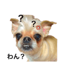 友達の犬とうちの犬とらくがき...（個別スタンプ：18）