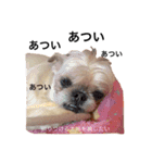 友達の犬とうちの犬とらくがき...（個別スタンプ：19）