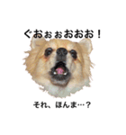 友達の犬とうちの犬とらくがき...（個別スタンプ：20）