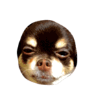 友達の犬とうちの犬とらくがき...（個別スタンプ：24）