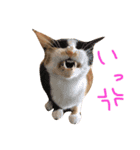 菊・のり・えま（個別スタンプ：1）