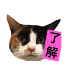 菊・のり・えま（個別スタンプ：6）