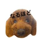 ゆかいなトイプードル〜写真Ver〜（個別スタンプ：3）