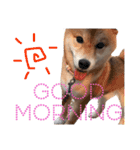 しば犬 しょん（個別スタンプ：2）