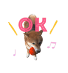 しば犬 しょん（個別スタンプ：4）