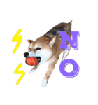 しば犬 しょん（個別スタンプ：5）