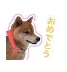 しば犬 しょん（個別スタンプ：6）