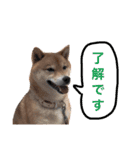 しば犬 しょん（個別スタンプ：8）