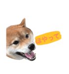 しば犬 しょん（個別スタンプ：9）