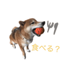 しば犬 しょん（個別スタンプ：11）