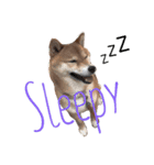 しば犬 しょん（個別スタンプ：13）