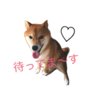 しば犬 しょん（個別スタンプ：14）